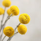 Golden Ball Dried Flower Home Bouquet With Flowers